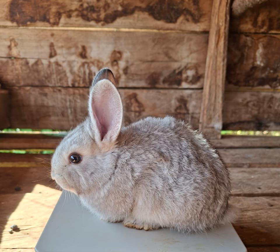 Live Hybrid Rabbits 2-3 Months Old from Kenya
